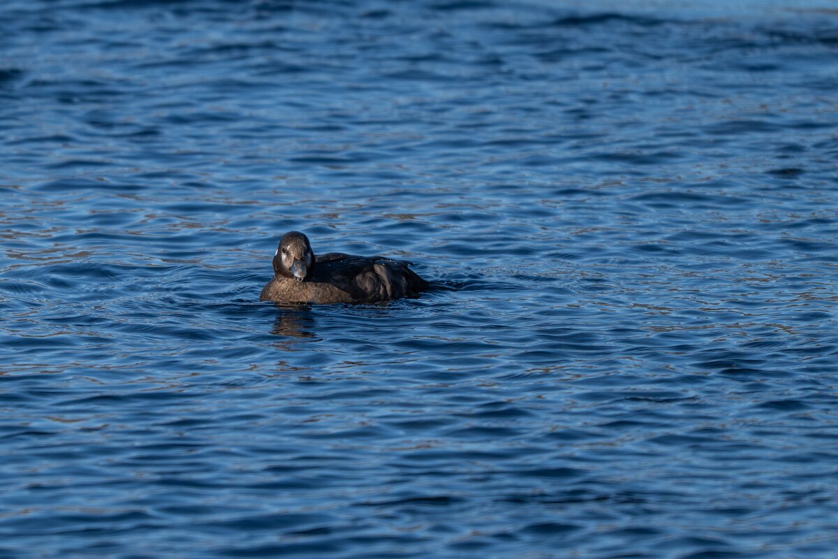 DPPhotography - Iceland - Harlequin duck - T.jpg - Harlequin duck, female - Húsavík harbour