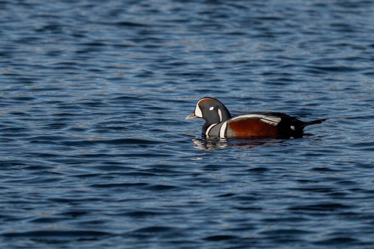 DPPhotography - Iceland - Harlequin duck - V.jpg - Harlequin duck, male - Húsavík harbour
