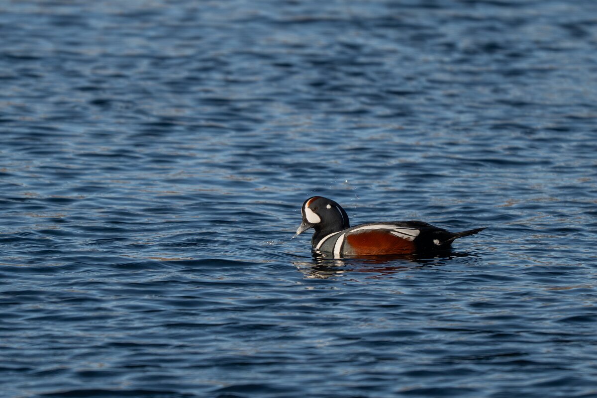DPPhotography - Iceland - Harlequin duck - W.jpg - Harlequin duck, male - Húsavík harbour