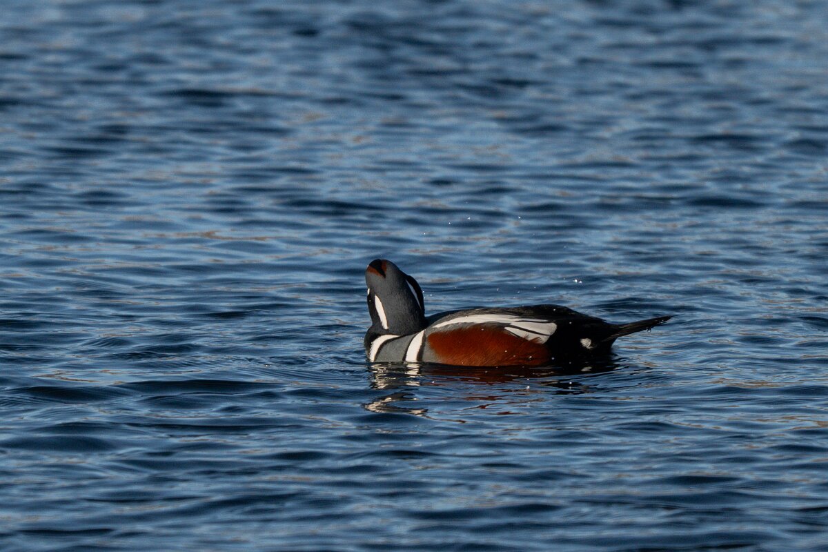 DPPhotography - Iceland - Harlequin duck - X.jpg - Harlequin duck, male - Húsavík harbour