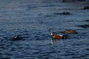 DPPhotography - Iceland - Harlequin duck - B