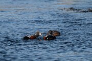 DPPhotography - Iceland - Harlequin duck - C