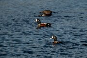 DPPhotography - Iceland - Harlequin duck - D