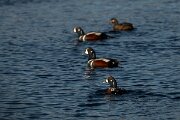 DPPhotography - Iceland - Harlequin duck - E