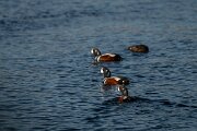 DPPhotography - Iceland - Harlequin duck - F