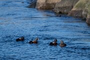DPPhotography - Iceland - Harlequin duck - G
