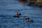 DPPhotography - Iceland - Harlequin duck - H