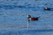 DPPhotography - Iceland - Harlequin duck - N