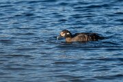 DPPhotography - Iceland - Harlequin duck - O