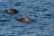 DPPhotography - Iceland - Harlequin duck - P