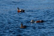DPPhotography - Iceland - Harlequin duck - Q