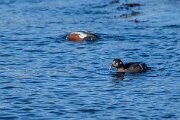 DPPhotography - Iceland - Harlequin duck - R