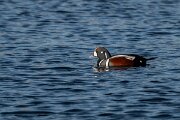 DPPhotography - Iceland - Harlequin duck - V