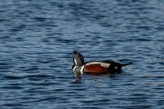DPPhotography - Iceland - Harlequin duck - X
