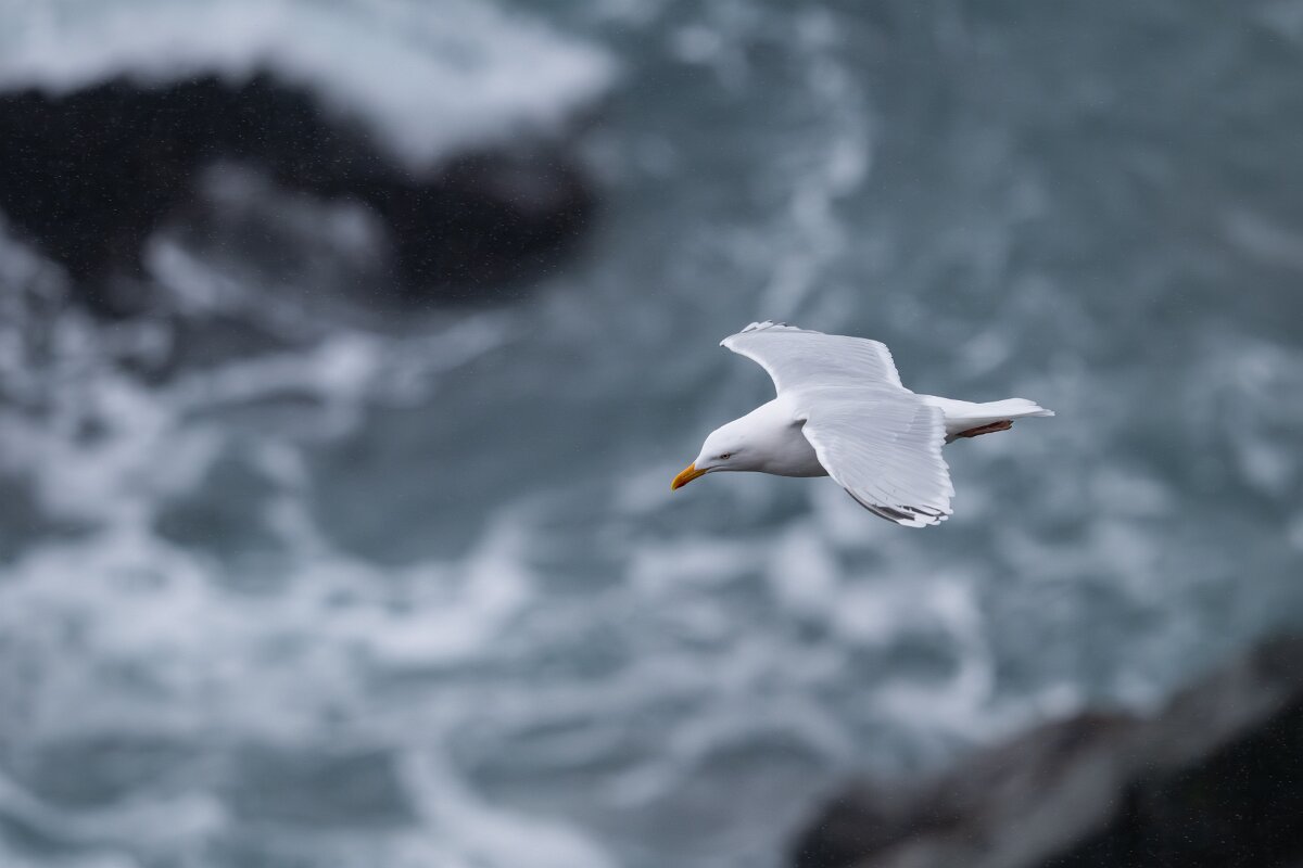 DPPhotography - Iceland - Herring gull - E.jpg - Herring gull - Lóndrangar