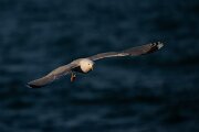 DPPhotography - Iceland - Herring gull - C
