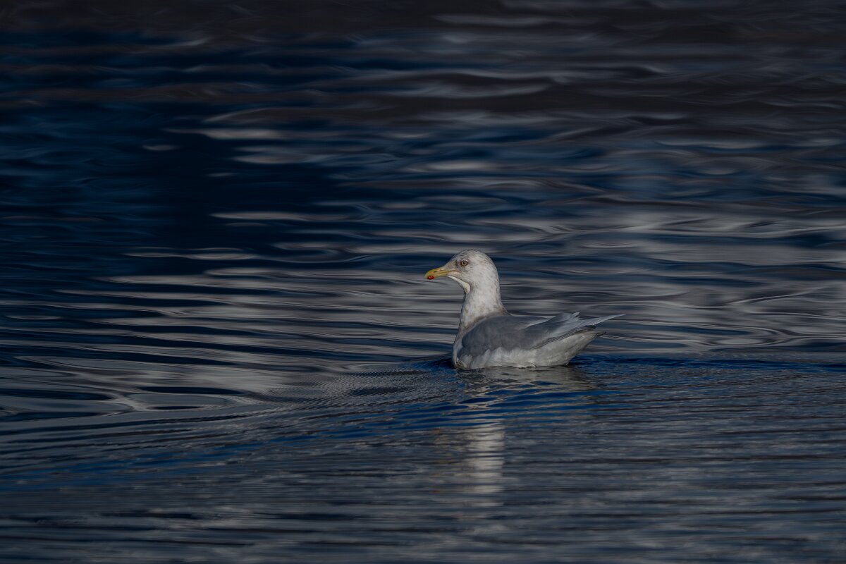 DPPhotography - Iceland - Iceland gull - A.jpg - Iceland gull - Eyjafjörður