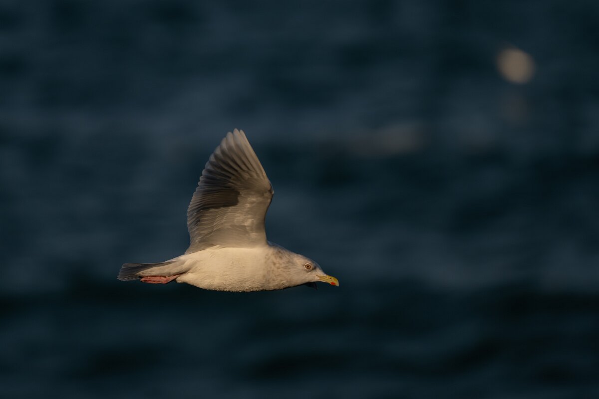 DPPhotography - Iceland - Iceland gull - AD.jpg - Iceland gull, adult - Húsavík harbour