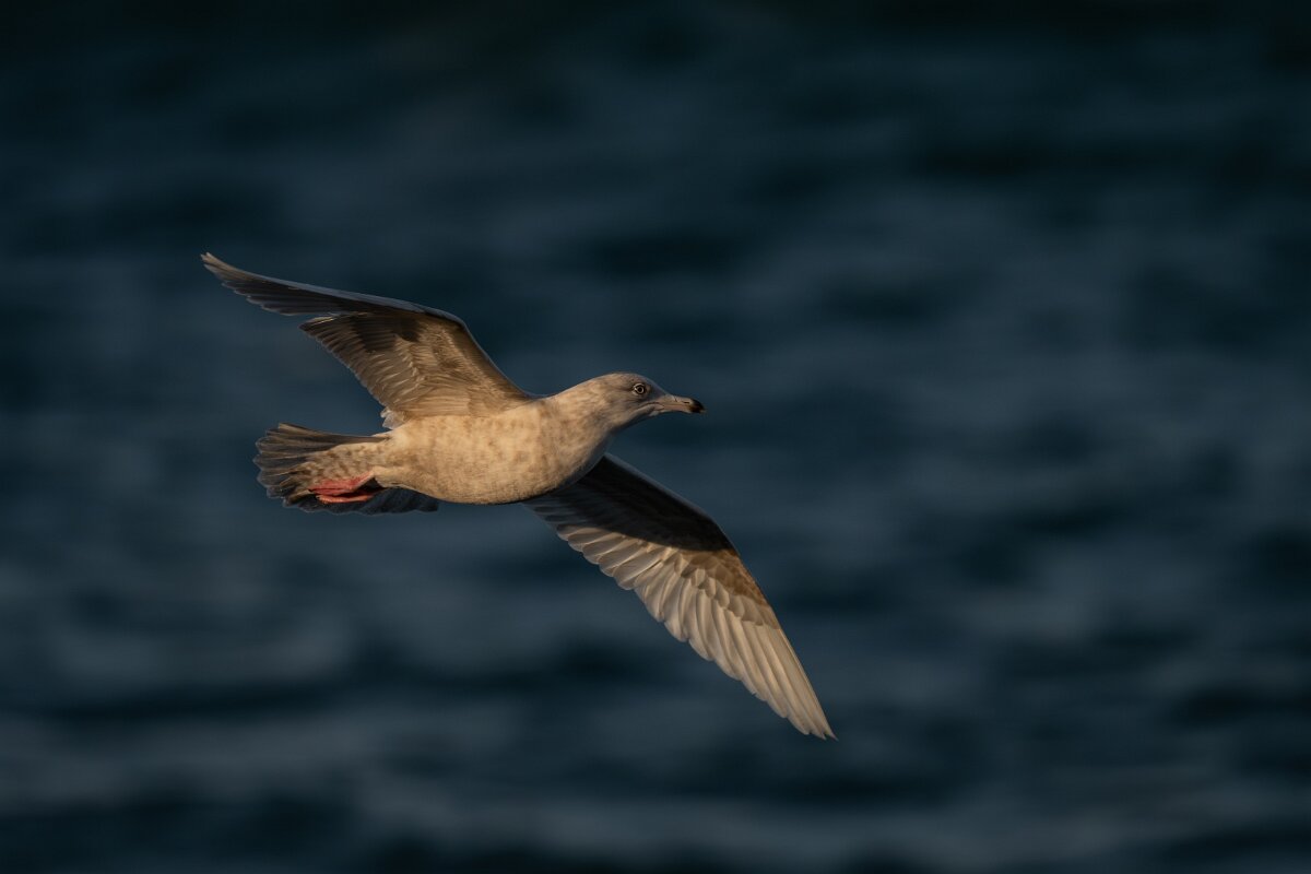 DPPhotography - Iceland - Iceland gull - AE.jpg - Iceland gull, juvenile - Húsavík harbour