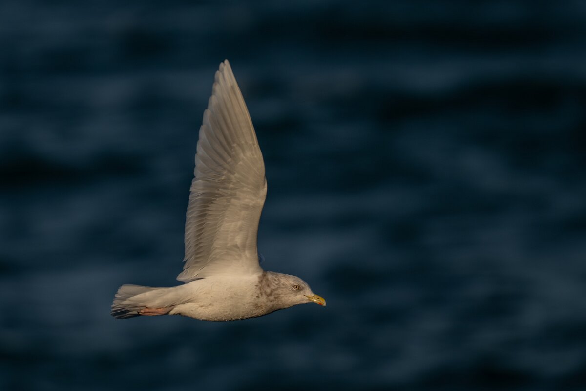 DPPhotography - Iceland - Iceland gull - AH.jpg - Iceland gull, adult - Húsavík harbour