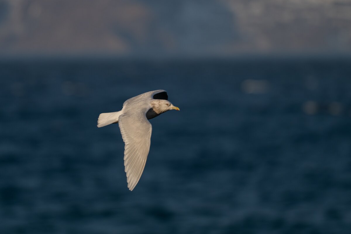 DPPhotography - Iceland - Iceland gull - AJ.jpg - Iceland gull, adult - Húsavík harbour
