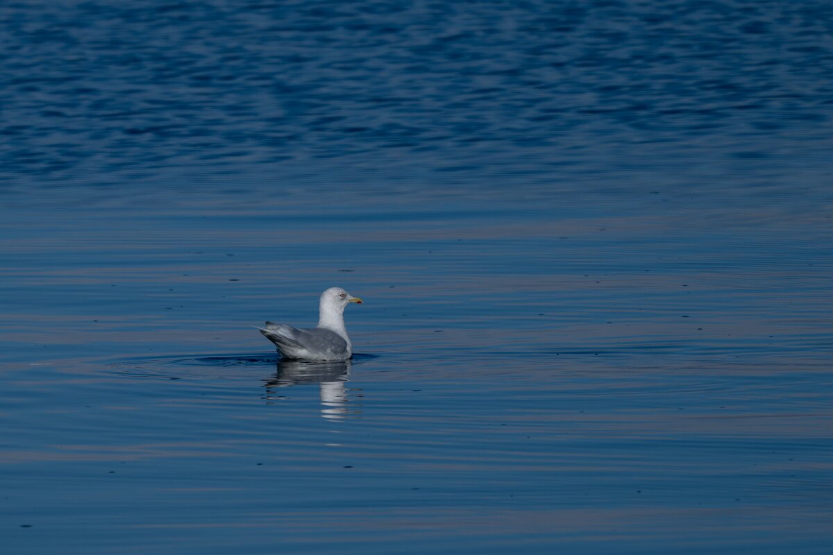 DPPhotography - Iceland - Iceland gull - C.jpg - Iceland gull - Eyjafjörður