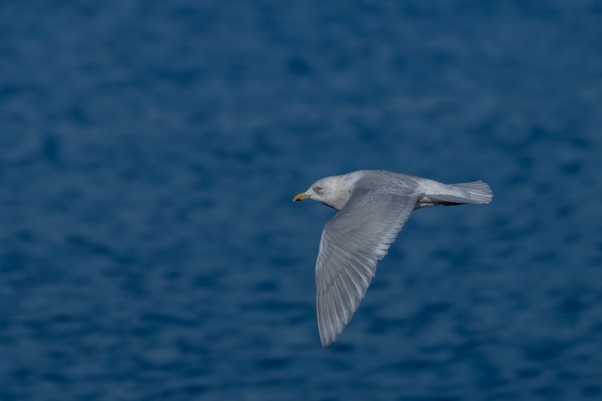 DPPhotography - Iceland - Iceland gull - G.jpg - Iceland gull - Eyjafjörður