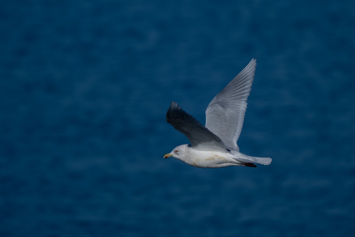 DPPhotography - Iceland - Iceland gull - H.jpg - Iceland gull - Eyjafjörður