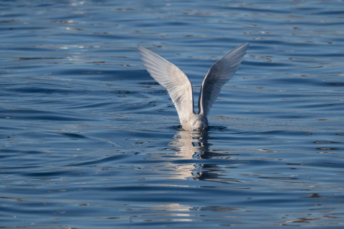 DPPhotography - Iceland - Iceland gull - P.jpg - Iceland gull - Húsavík harbour