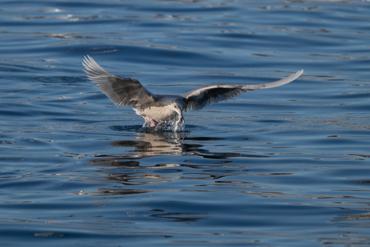 DPPhotography - Iceland - Iceland gull - Q.jpg - Iceland gull, juvenile - Húsavík harbour