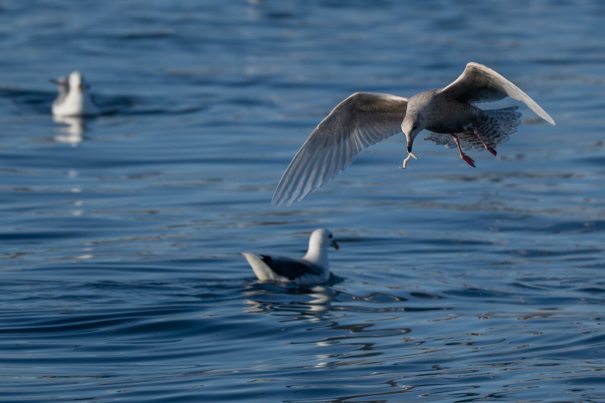 DPPhotography - Iceland - Iceland gull - R.jpg - Iceland gull, juvenile - Húsavík harbour