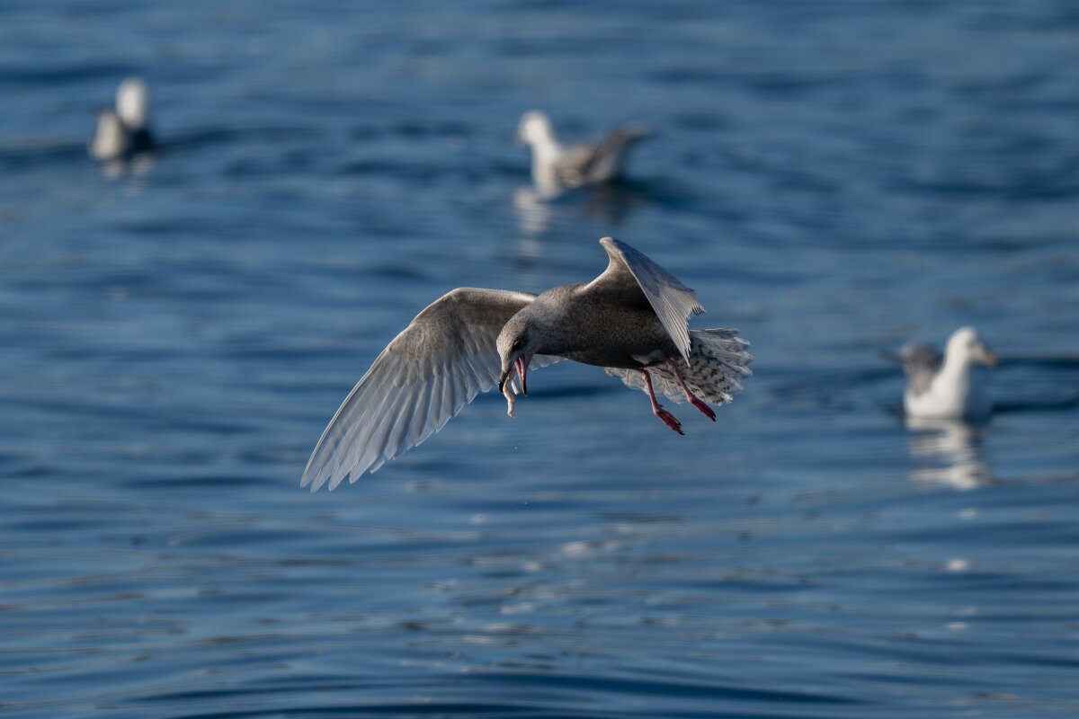 DPPhotography - Iceland - Iceland gull - S.jpg - Iceland gull, juvenile - Húsavík harbour