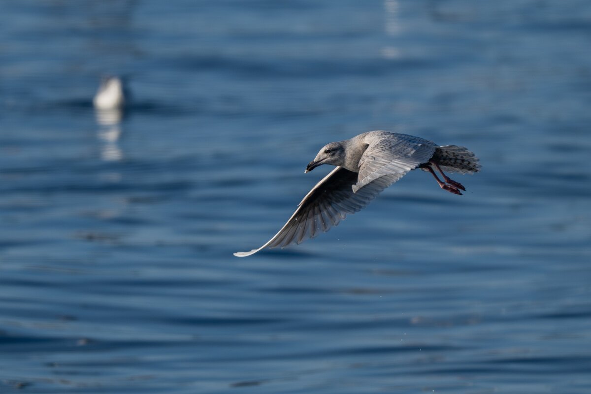 DPPhotography - Iceland - Iceland gull - T.jpg - Iceland gull, juvenile - Húsavík harbour