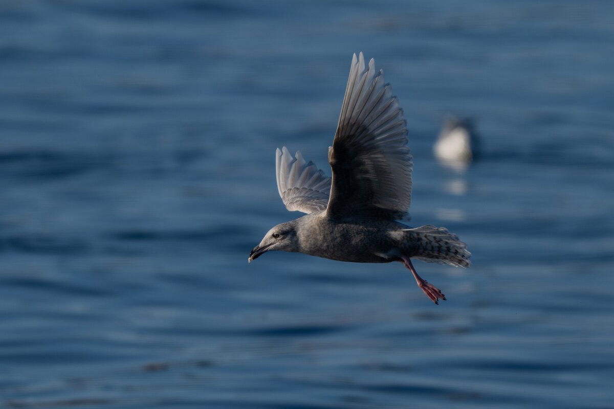 DPPhotography - Iceland - Iceland gull - U.jpg - Iceland gull, juvenile - Húsavík harbour