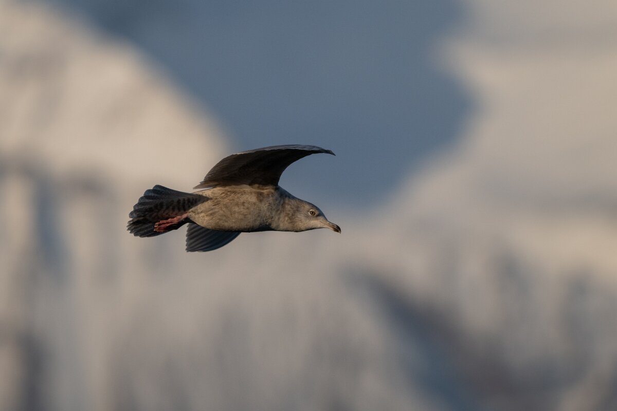 DPPhotography - Iceland - Iceland gull - W.jpg - Iceland gull, juvenile - Húsavík harbour