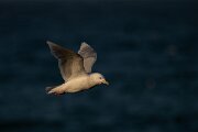 DPPhotography - Iceland - Iceland gull - AA