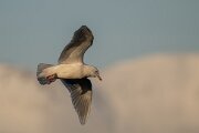 DPPhotography - Iceland - Iceland gull - AB
