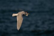 DPPhotography - Iceland - Iceland gull - AC