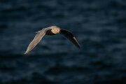 DPPhotography - Iceland - Iceland gull - AG