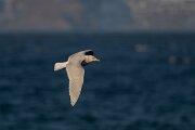 DPPhotography - Iceland - Iceland gull - AJ