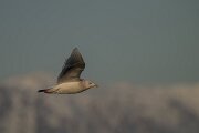 DPPhotography - Iceland - Iceland gull - AM