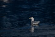 DPPhotography - Iceland - Iceland gull - B