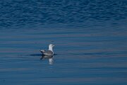 DPPhotography - Iceland - Iceland gull - C