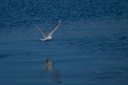 DPPhotography - Iceland - Iceland gull - E