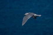 DPPhotography - Iceland - Iceland gull - I