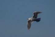 DPPhotography - Iceland - Iceland gull - M