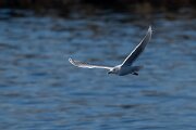 DPPhotography - Iceland - Iceland gull - N