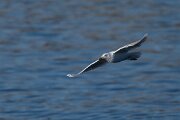 DPPhotography - Iceland - Iceland gull - O