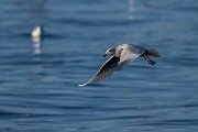DPPhotography - Iceland - Iceland gull - T