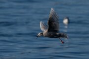 DPPhotography - Iceland - Iceland gull - U